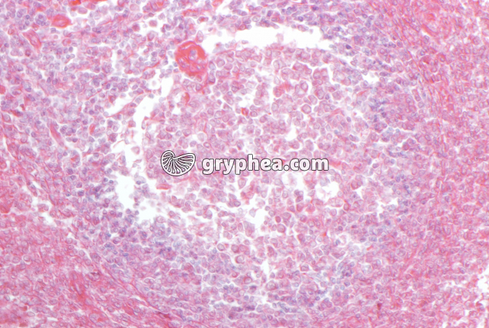 Thymus jeune x100 - gryphea.com